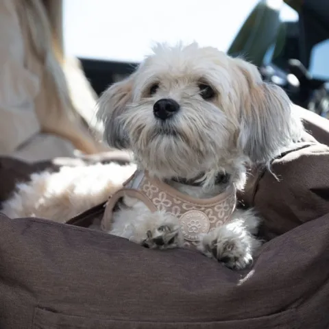 Ollipet Karma Deluxe Autokurv 2i1